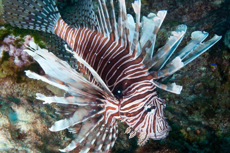 Lionfish swimming
