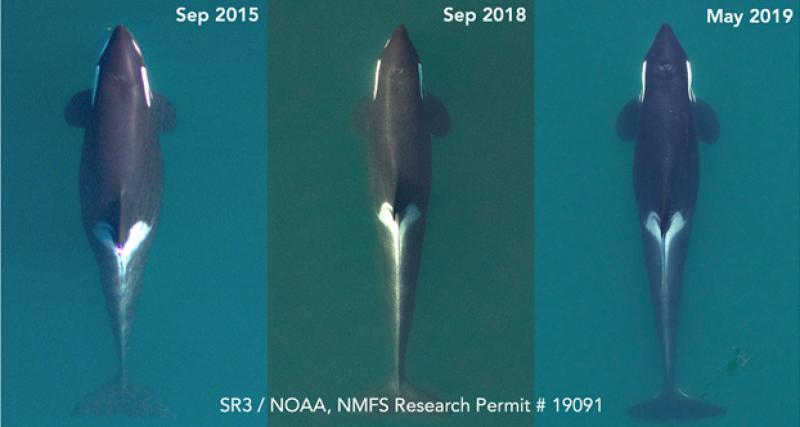 J17 arial SR3 NOAA NMFS Research Permit 19091.jpg