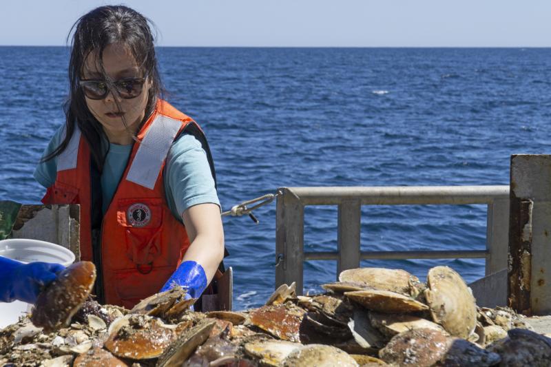 Jui-Han, NOAA Fisheries Biologist sorts scallops during 2016 scallop survey.