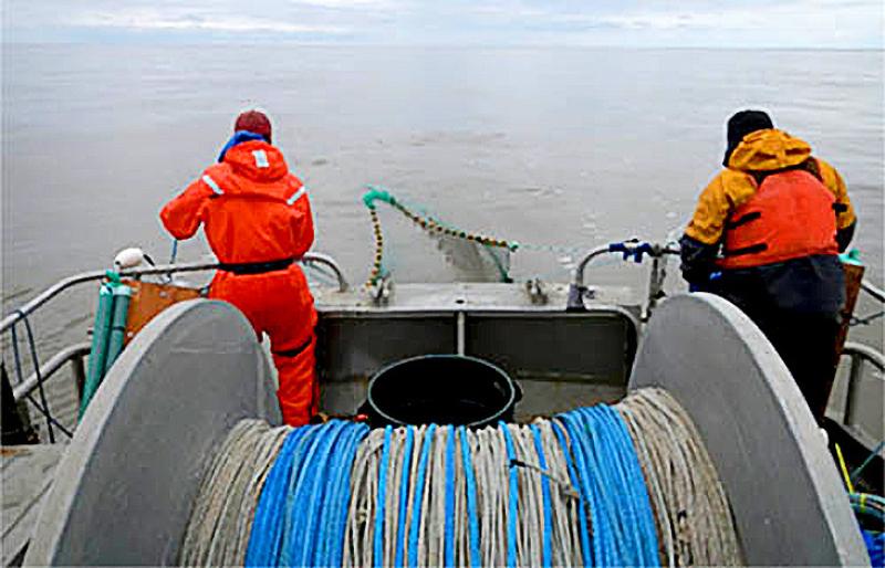 Juvenile_Chinook-retrieving-net2.jpg