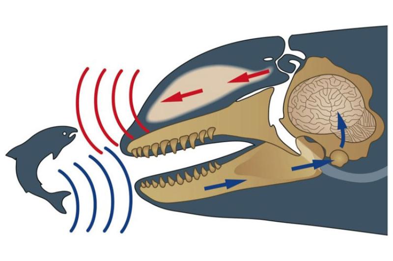 Diagram illustrating a killer whale using echolocation