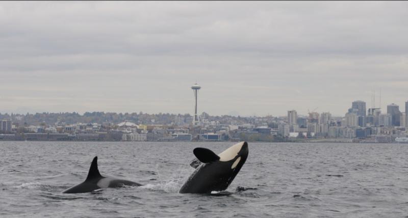 Southern Resident killer whales swimming in Puget Sound along Seattle's waterfront