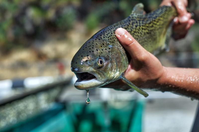 livingston stone hatchery USFWS win run chinook 2.jpg