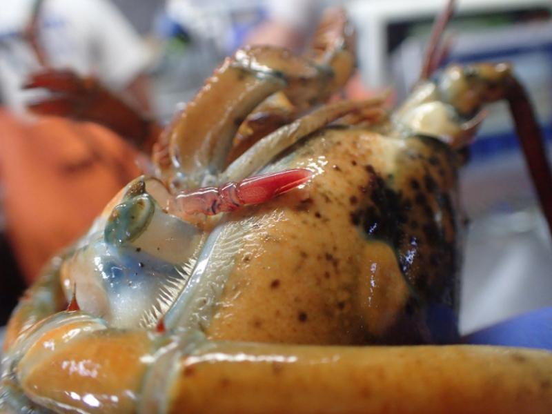 Lobster with new arm in the beginning stages of regrowth.