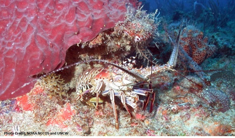 lobster-Carib-PARGU-SERO.png