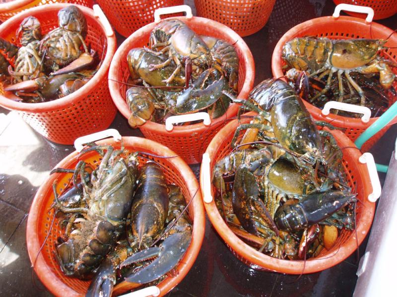 Red baskets filled with Amerian lobster.
