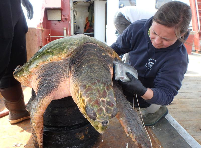 Amy Carlson scanning for a pit tag of loggerhead turtle that is resting on tires. 
