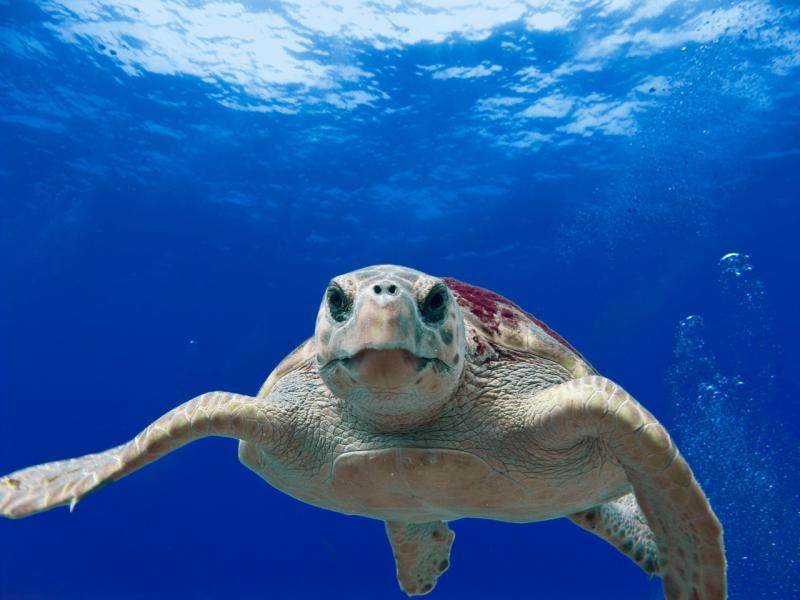 loggerhead Tom Moore.jpg