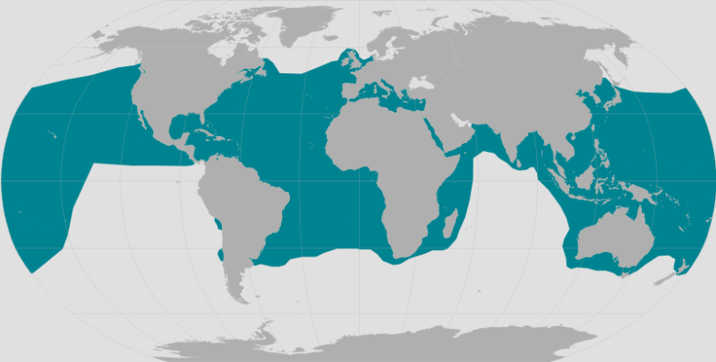 Loggerhead Turtle Range.png