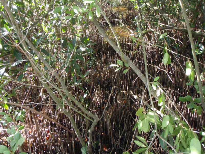 Mangroves Photo 2 BlkPneumatophores.jpg