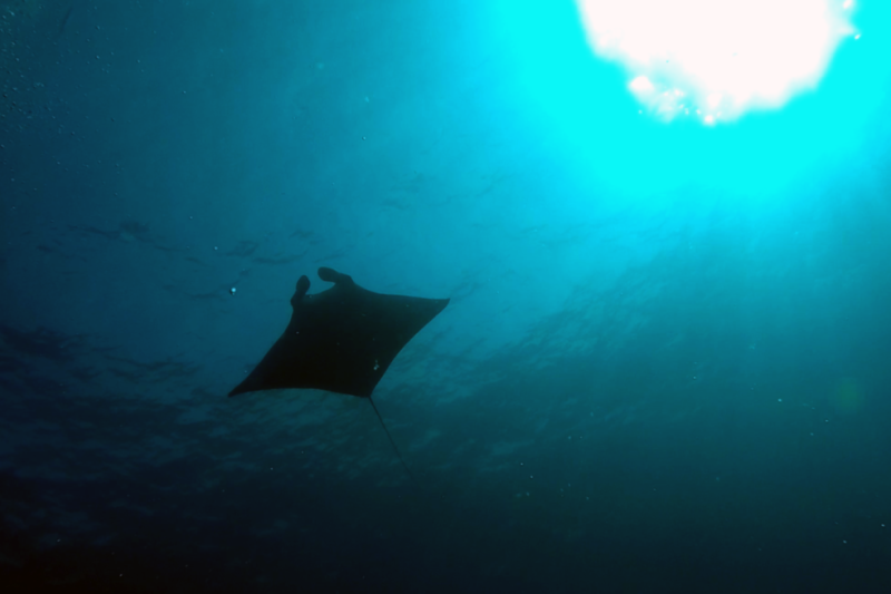 manta_ray_schmahl_nms.png