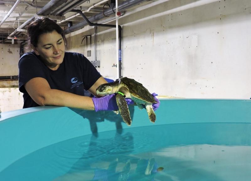 Michele placing turtle back into the tank.