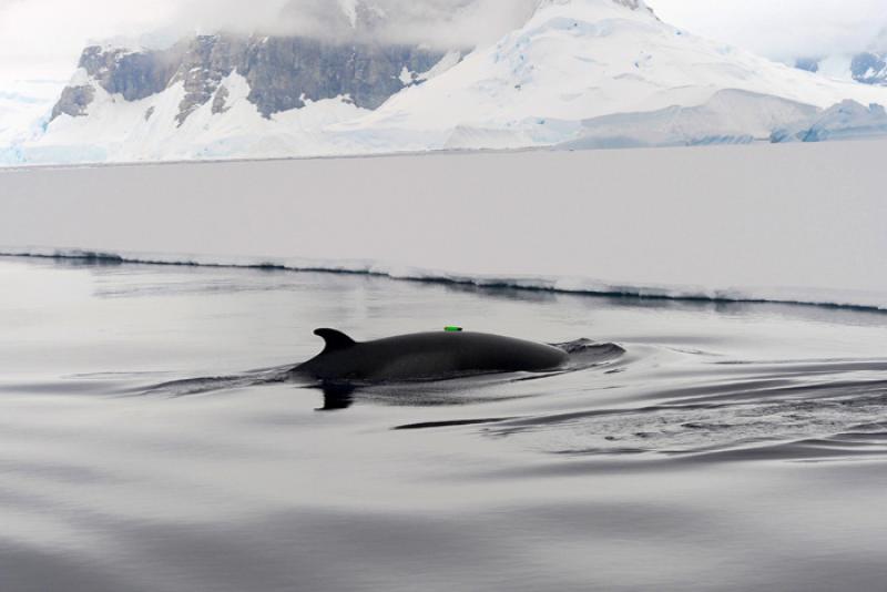 minke_whales01.jpg