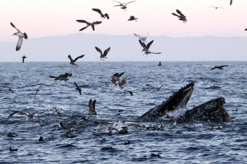 Humpback whales commonly lunge out of the water in pursuit of prey. Credit: John Calambokidis/Cascadia Research Collective.