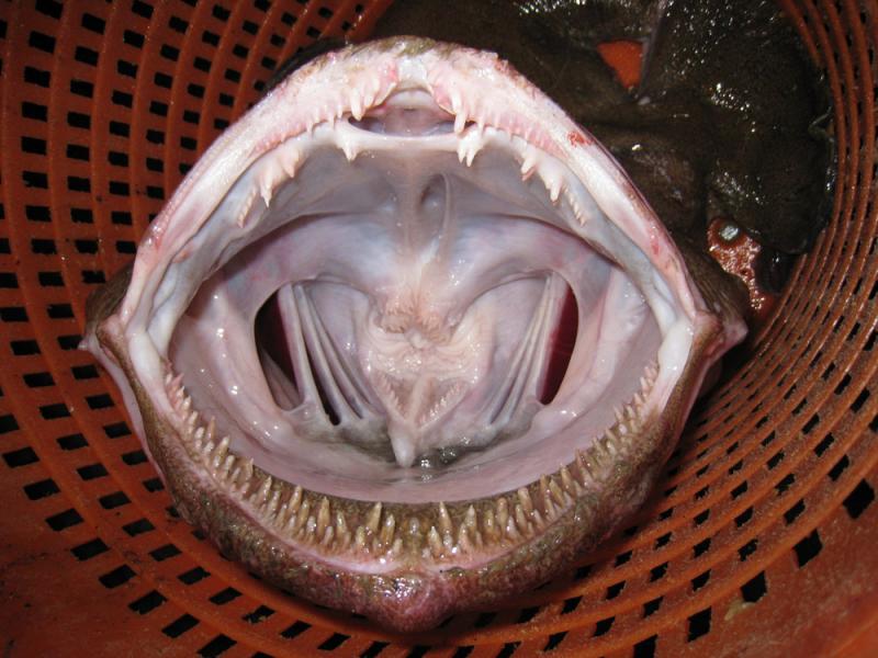 Open mouth with multiple rows of pointed teeth of a monkfish in an orange bucket.