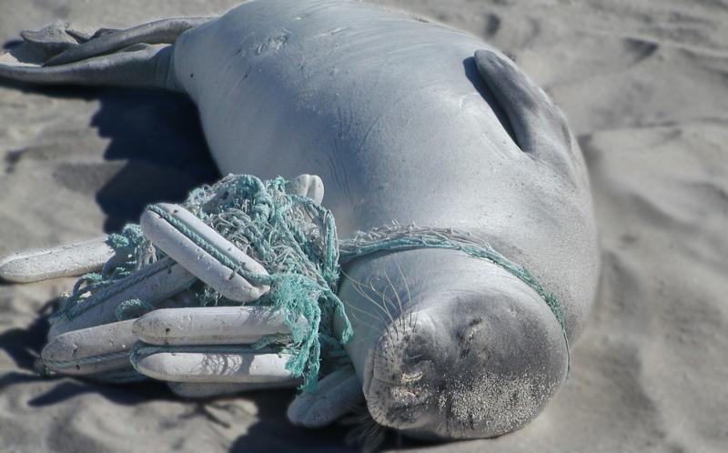 MonkSealEntangle 02.jpg