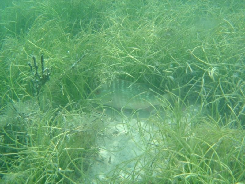 Mutton Snapper in Seagrass Photo Credit, Kurtis Gregg, NOAA.jpg