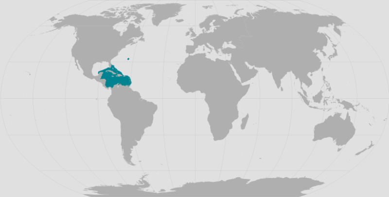 Nassau Grouper Range.png