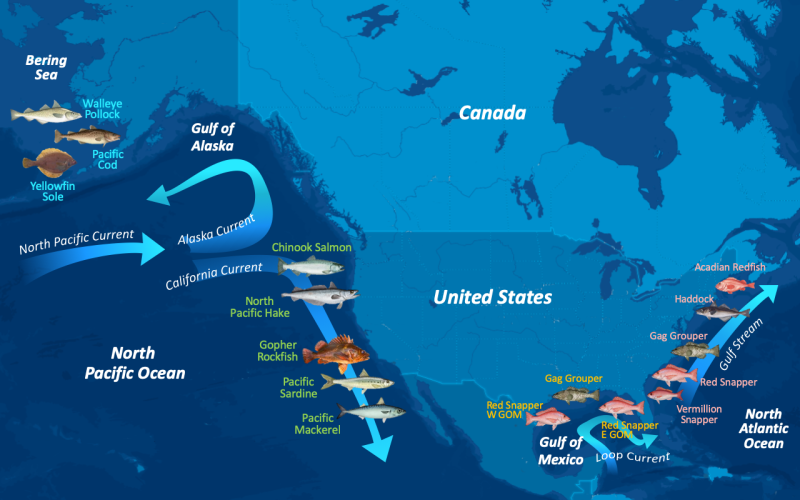 Near-Infrared_Tech_Otolith_Fish_ID_13-species_US-waters_map.png