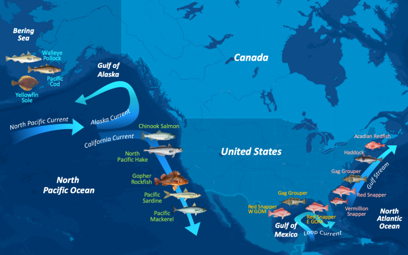Map of United States with different fish species along the coasts that show where each species lives