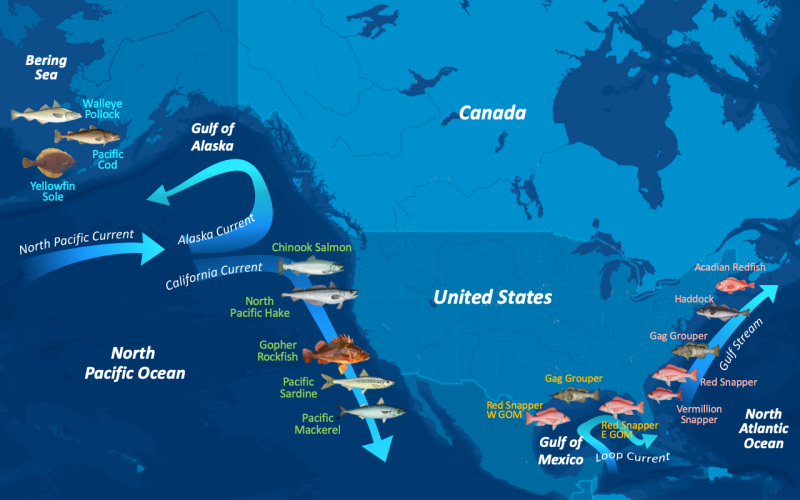 Near-Infrared Technology Identifies Fish Species From Otoliths