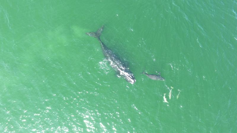 NOAA Fisheries Right Whale Drone Image_40_with dolphins.JPG