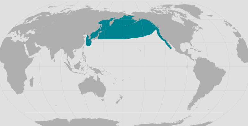 North Pacific Right Whale.png