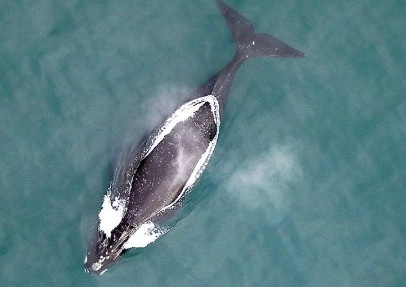 NorthPacificrightwhale_aerial.jpg
