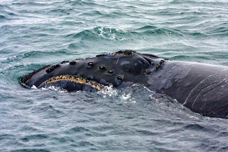 NP_right_whale_A Kennedy_PRIEST2009_Bering Sea.jpg