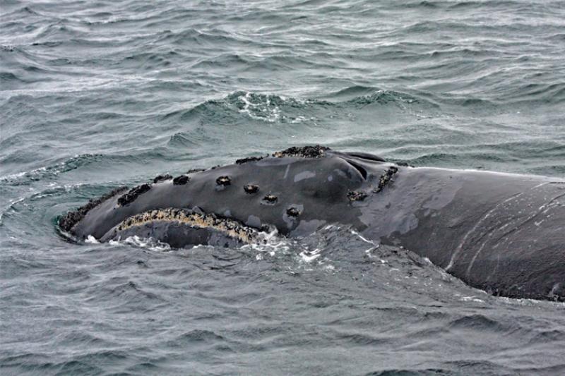 NP right whale thumb.jpg