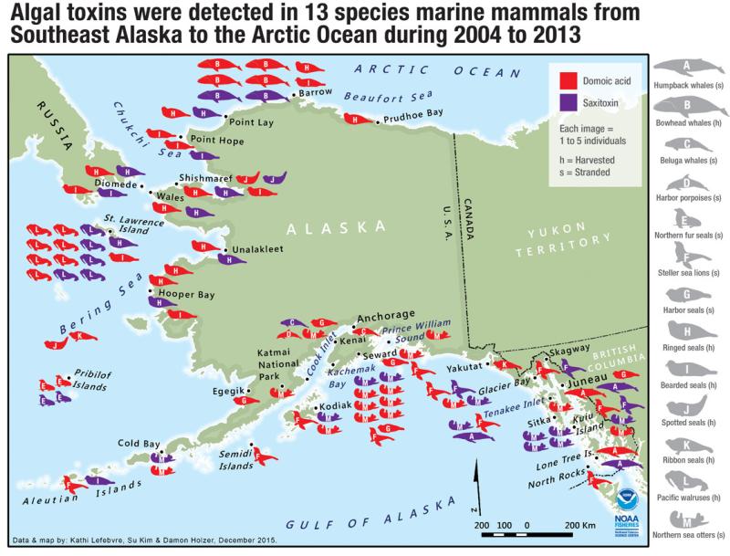 Map of algal toxins detected in 13 species of marine mammals from Southeast Alaska to the Artic Ocean during 2004 to 2013