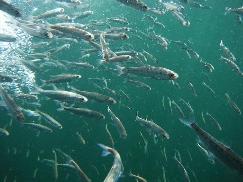 Young sockeye smolts in the Snake River. Photo: Mike Peterson/Idaho Department of Fish and Game