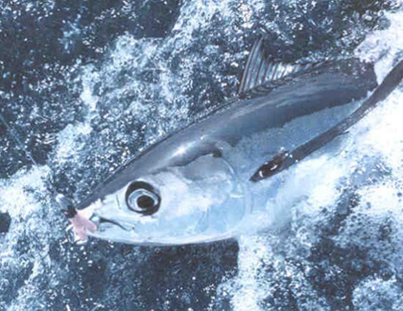 Albacore tuna have shifted to more northerly waters. Credit: NOAA Fisheries