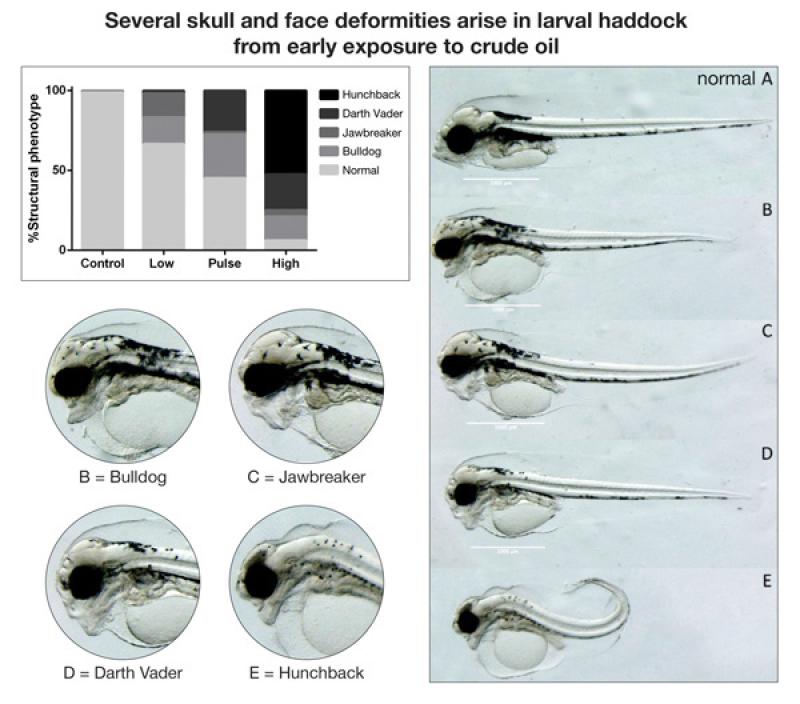 Exposure of Atlantic haddock embryos to crude oil caused four distinct deformities of the skull and face. Photo: NOAA Fisheries