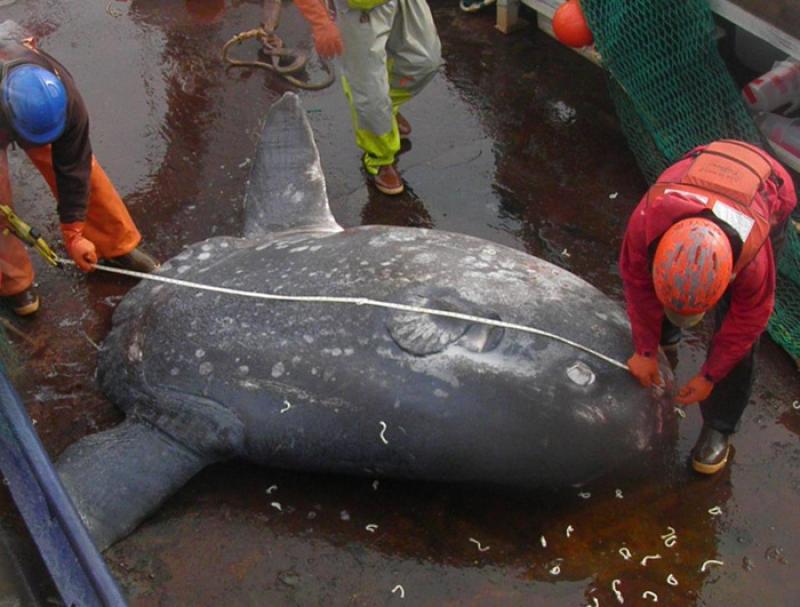 Crews from the Alaska Fisheries Science Center caught two large ocean sunfish far to the north of where the species usually occurs. Photo credit: NOAA Fisheries