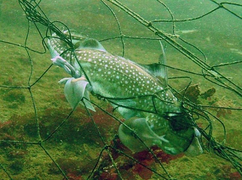 Although optimized for specific species, they can target marine animals indiscriminately. Photo: NOAA Fisheries