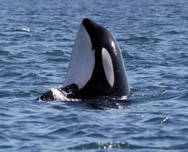 Killer whale spyhopping.