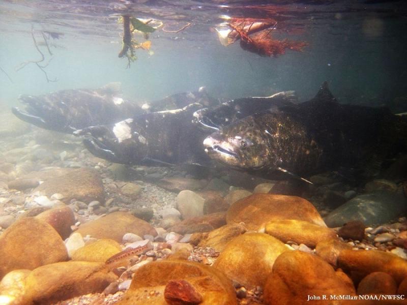 Juvenile coho salmon taking advantage of the cover offered by a log. This habitat provides them with food, resting areas, and protection from predators, helping them on their downstream migration to Puget Sound.