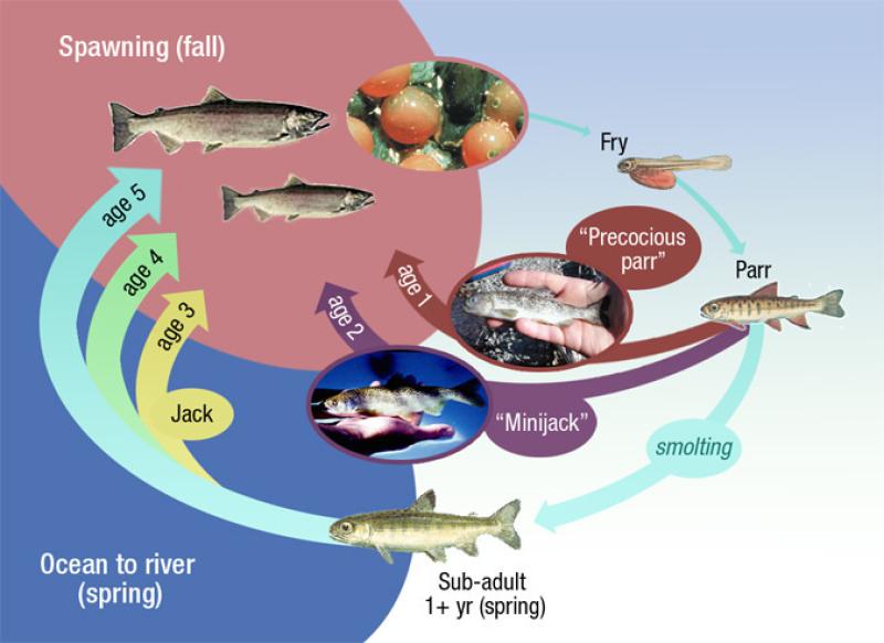 Diagram showing the life cycle of Spring Chinook salmon.  From fry, to parr, smoting, sub-adult, to jack, spawning.  Credit: NOAA Fisheries