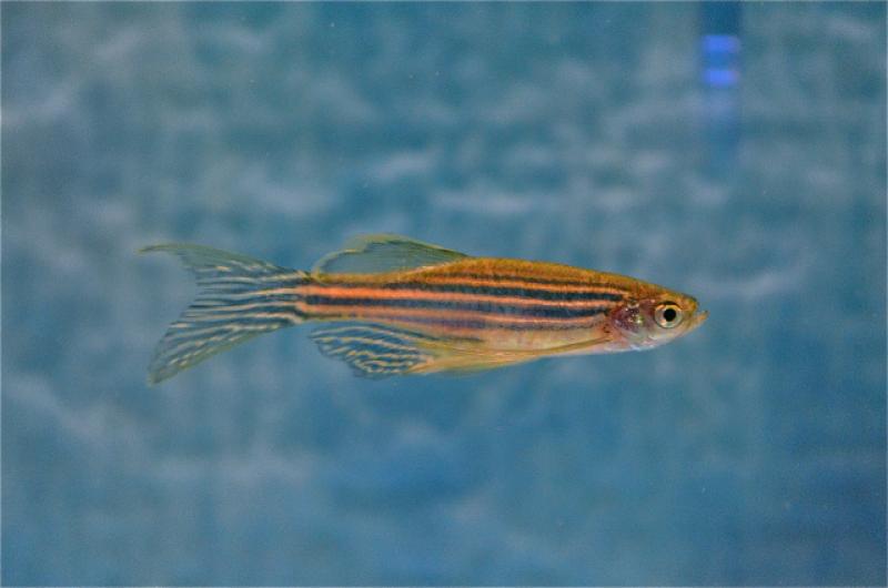 Zebrafish