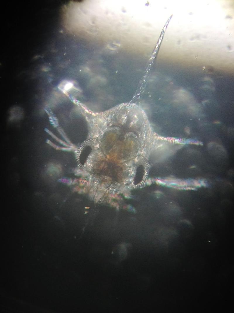 Dungeness crab larvae