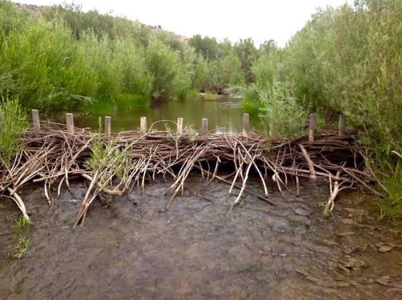 Riparian vegetation flourishes along Bridge Creek after increased numbers of beaver dams slowed the creek down and allowed vegetation to reestablish itself. (Photo credit: Nick Bouwes)