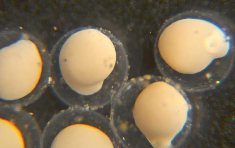 Multiple lamprey eggs at about one week after fertilization