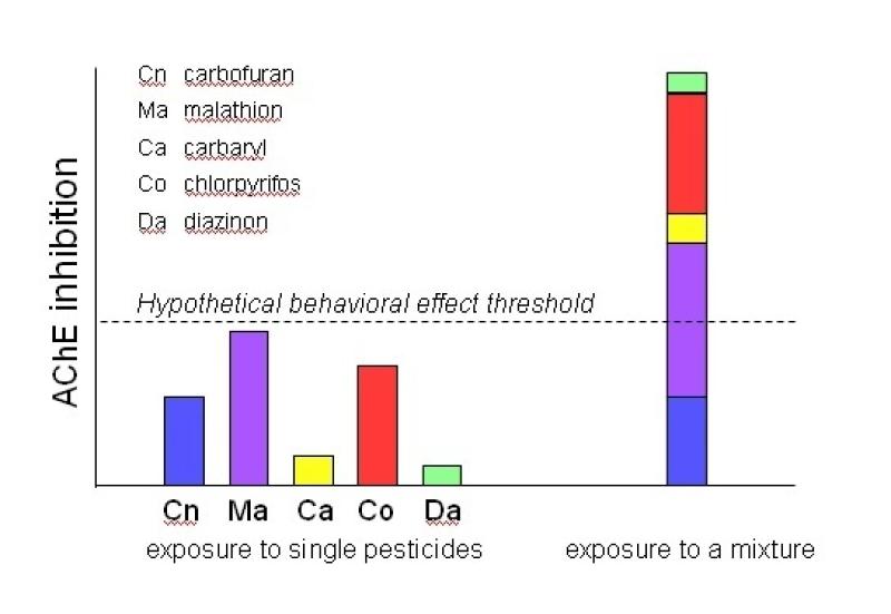 This graph shows the hypothetical difference between the effects of an individual pesticide and pesticide mixtures on salmon brain function, as indicated by the degree to which the pesticide(s) inhibit function of an important enzyme acetylcholinesterase (AChE). As seen here, the potential neurobehavioral toxicity of the pesticide mixture can be additive or, if greater than the sum of its parts, synergistic.