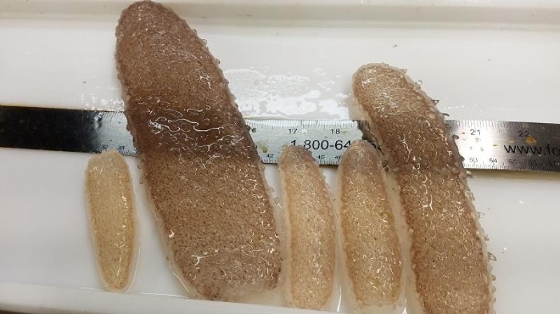 Pyrosomes range in size from a few inches to >2 feet long. Credit: Hilarie Sorensen/University of Oregon