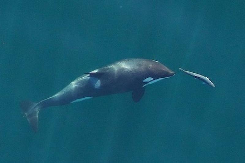 A young resident killer whale chases a Chinook salmon in the Salish Sea near San Juan Island, Washington State, in September 2017.