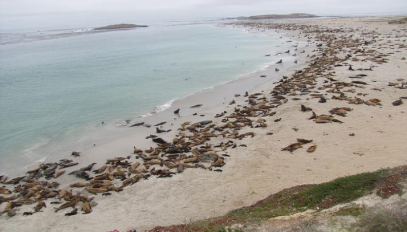 Many California sea lion pups in the Channel Islands are underweight.  Photo: NOAA Fisheries