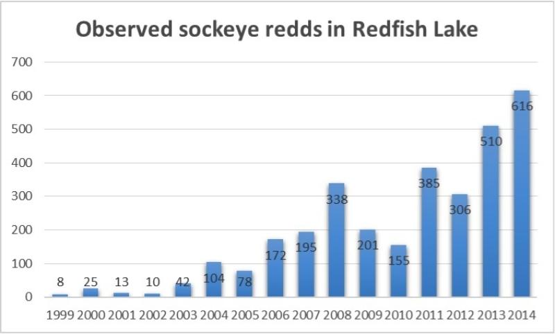Observed sockeye salmon redds in Redfish Lake from 1999 to present.