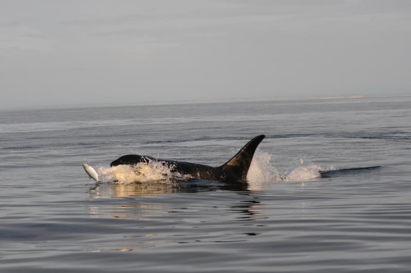 Killer whale pursuing a fish that is leaping out of the water