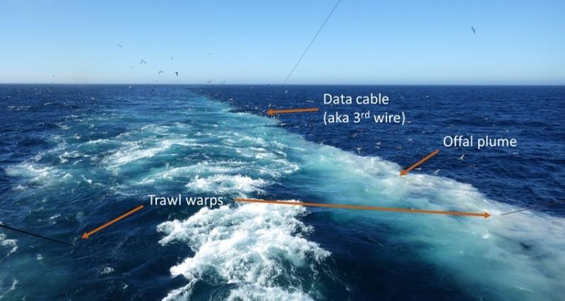 Looking aft of a vessel at sea in the west coast hake fishery, a plume of offal attracts hungry seabirds. Trawl warps (left and right) hold the net open, while the data cable (or “third wire”) relays information from an underwater unit on the net to the wheelhouse.